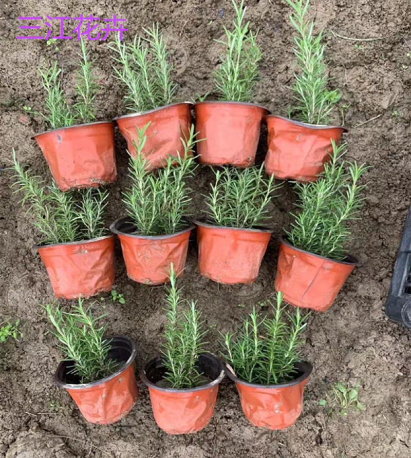 迷迭香三江花卉迷迭香小苗山东迷迭香产地供应
