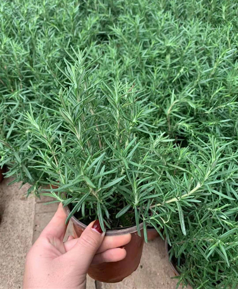 迷迭香三江花卉迷迭香小苗山东迷迭香产地供应