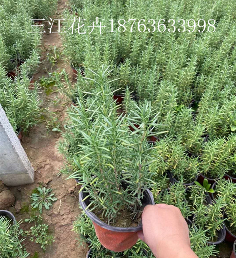 迷迭香三江花卉迷迭香小苗山东迷迭香产地供应