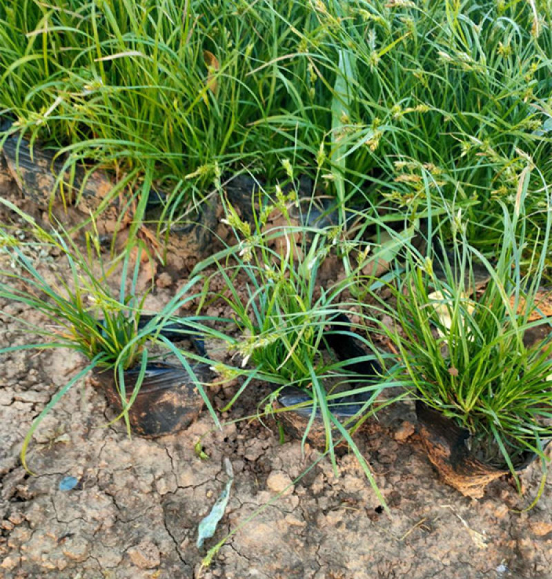 青绿苔草作护坡绿化观赏草地被植物青绿苔草价格