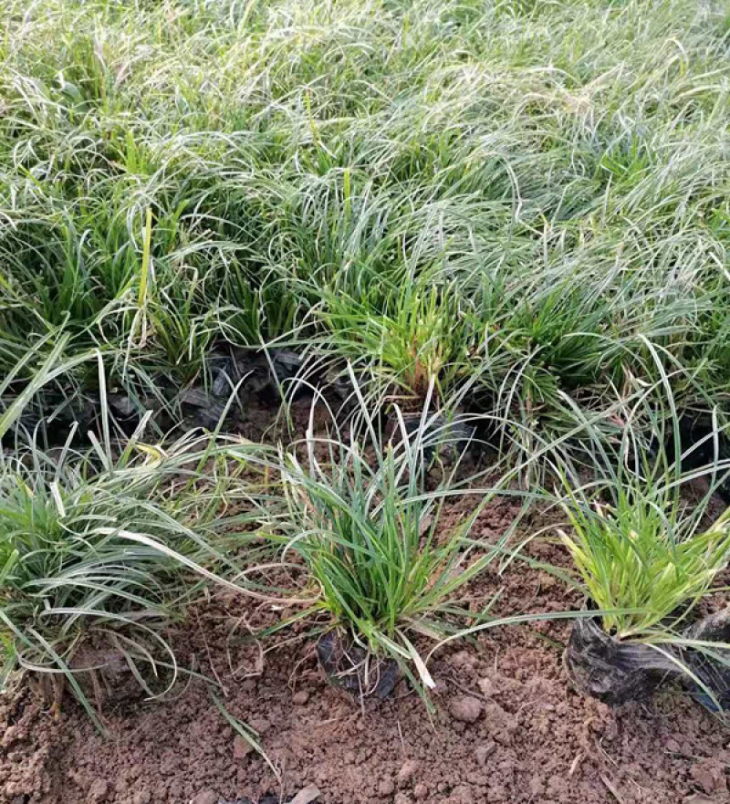 青绿苔草作护坡绿化观赏草地被植物青绿苔草价格