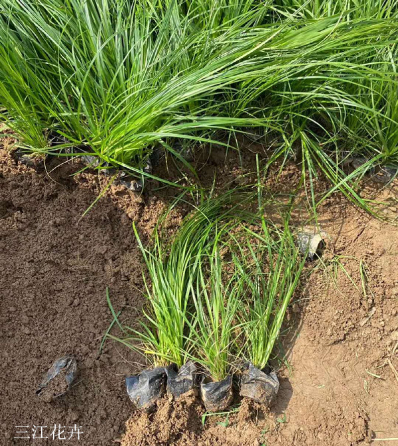 青绿苔草作护坡绿化观赏草地被植物青绿苔草价格
