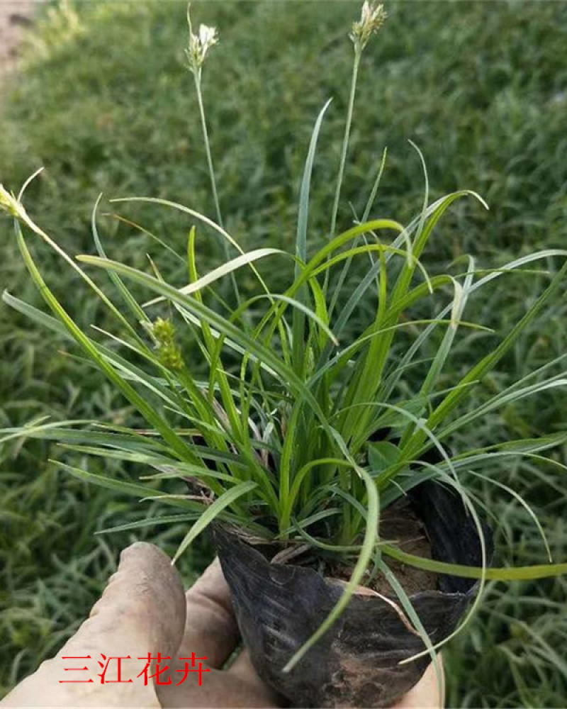 青绿苔草作护坡绿化观赏草地被植物青绿苔草价格