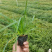 青绿苔草作护坡绿化观赏草地被植物青绿苔草价格