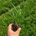 青绿苔草作护坡绿化观赏草地被植物青绿苔草价格