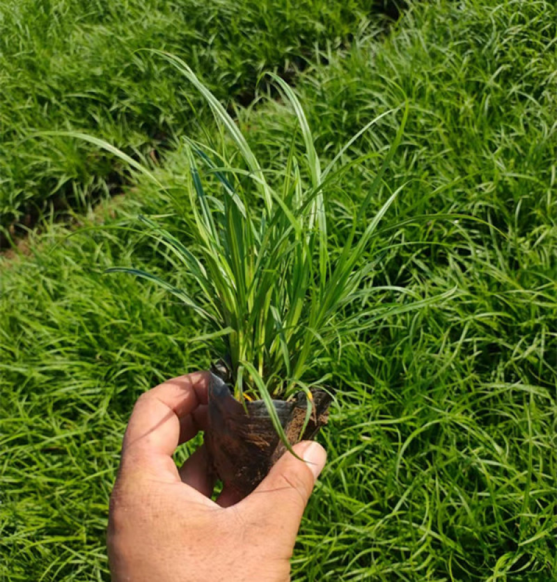 青绿苔草作护坡绿化观赏草地被植物青绿苔草价格