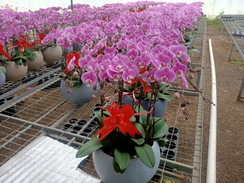 学起花卉蝴蝶兰基地直发可视频看货接受预定