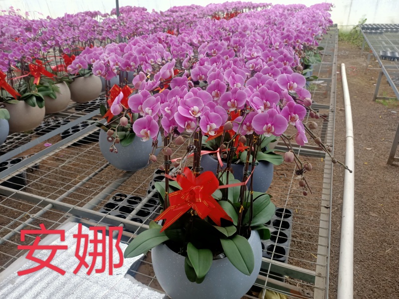 学起花卉蝴蝶兰基地直发可视频看货接受预定