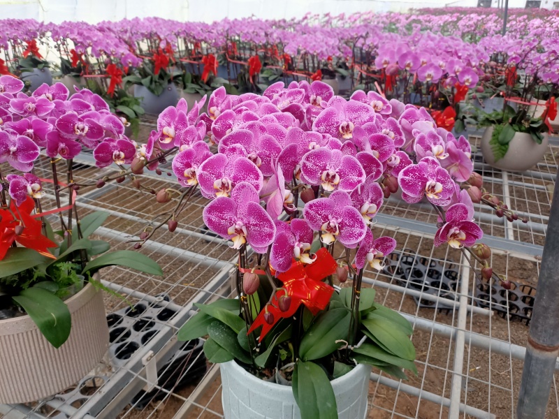 学起花卉蝴蝶兰基地直发可视频看货接受预定