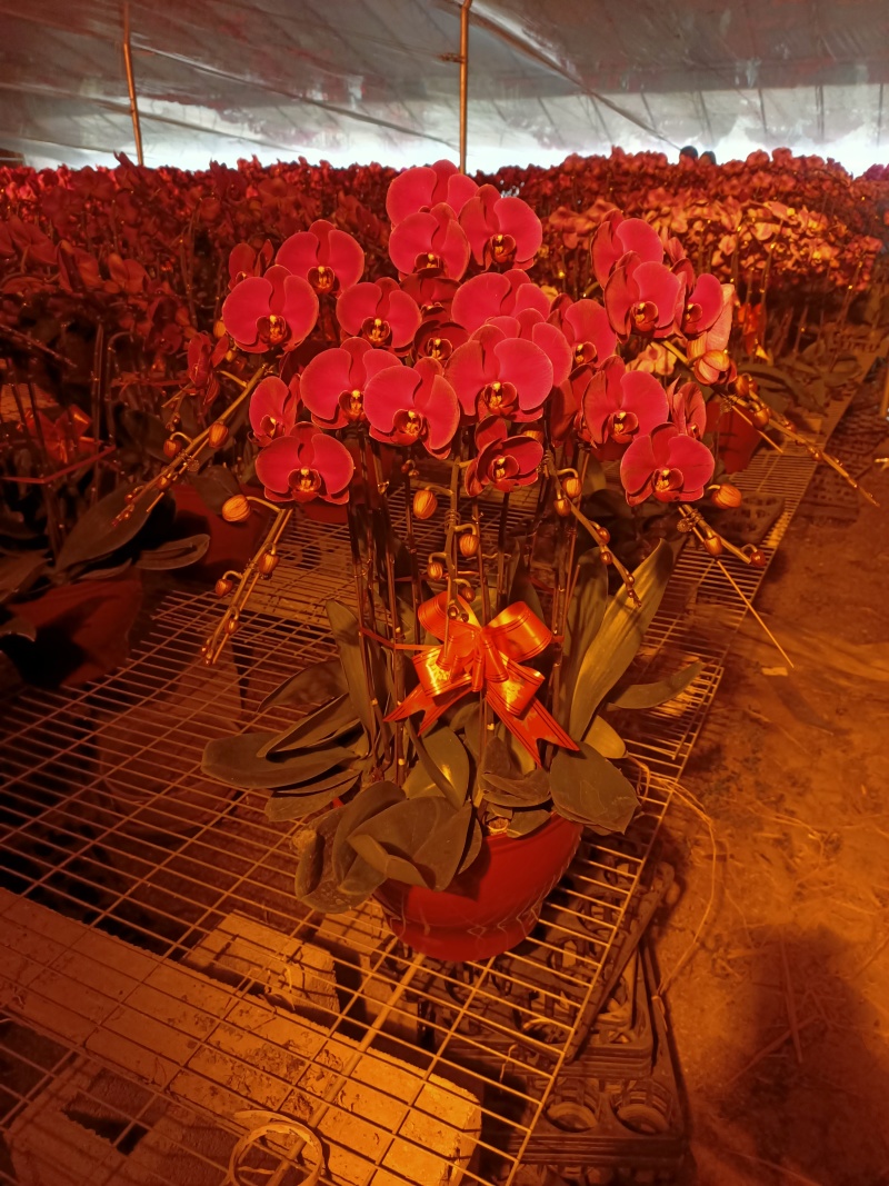 学起花卉蝴蝶兰基地直发可视频看货接受预定