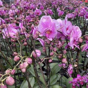 青州学起花卉蝴蝶兰单支基地直发可视频看货