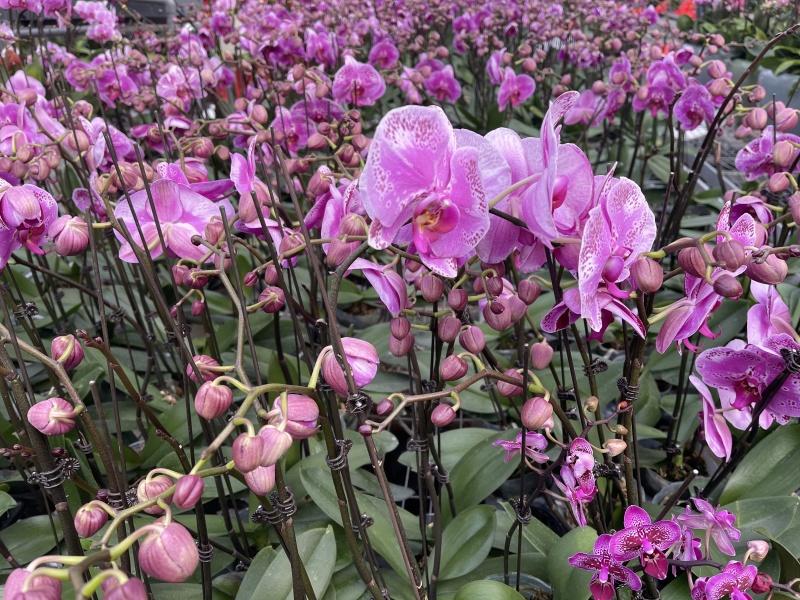 青州学起花卉蝴蝶兰单支基地直发可视频看货