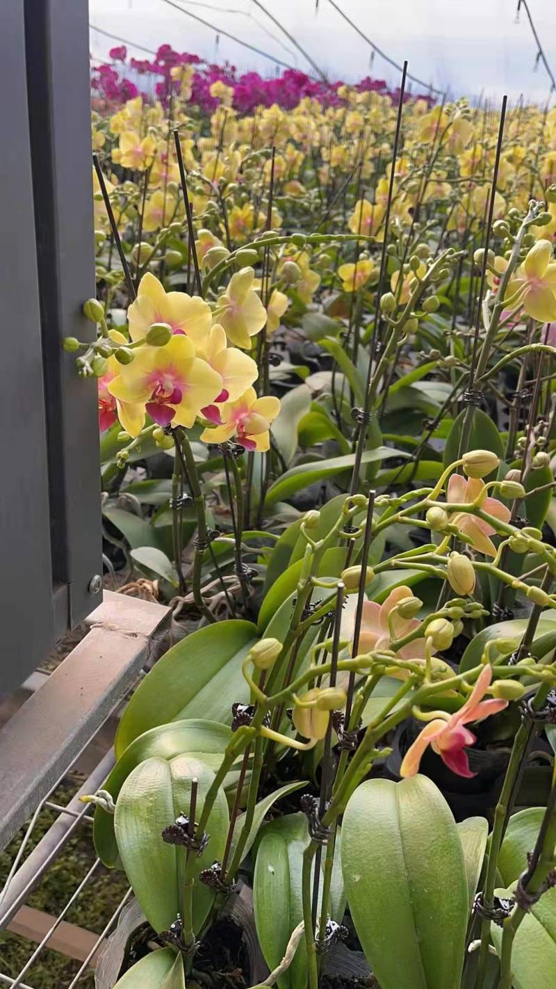 青州学起花卉蝴蝶兰单支基地直发可视频看货