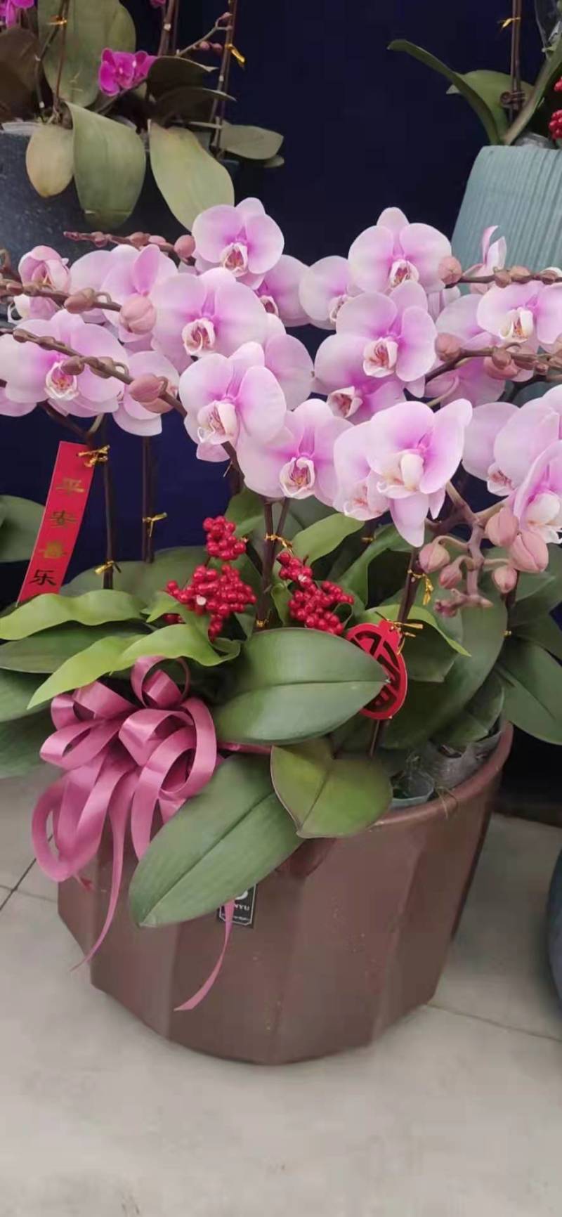 青州学起花卉蝴蝶兰单支基地直发可视频看货