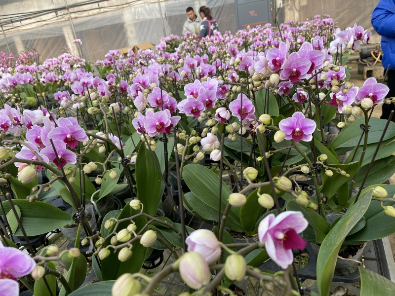 青州学起花卉蝴蝶兰单支基地直发可视频看货