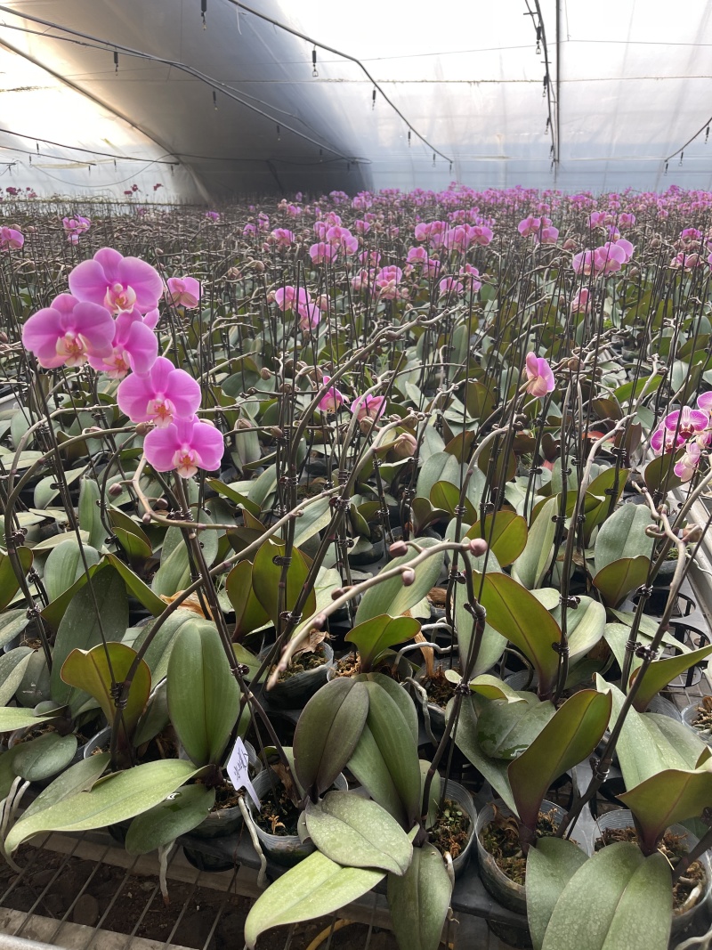 青州学起花卉蝴蝶兰单支基地直发可视频看货