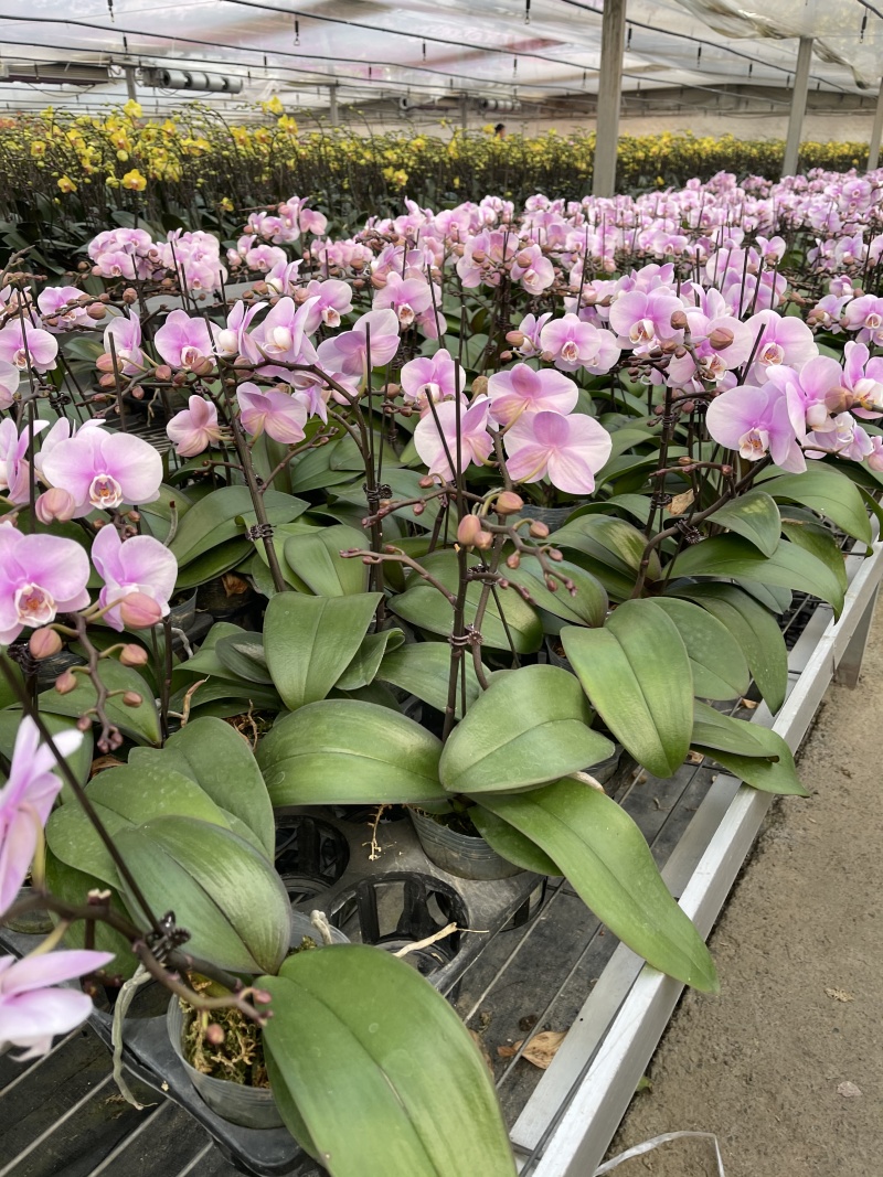 青州学起花卉蝴蝶兰单支基地直发可视频看货