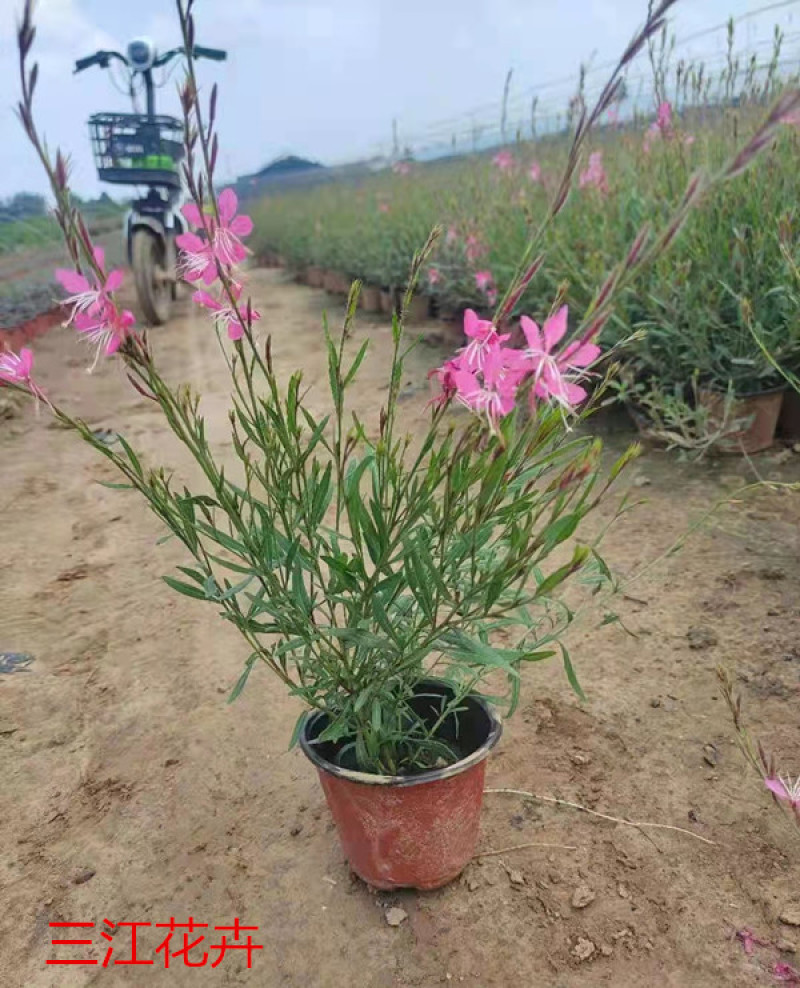紫叶千鸟花山东紫叶千鸟花杯苗价格产地供应自产自销