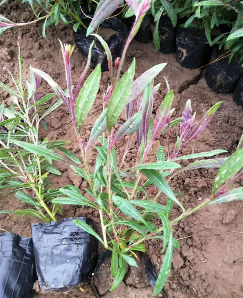 紫叶千鸟花山东紫叶千鸟花杯苗价格产地供应自产自销