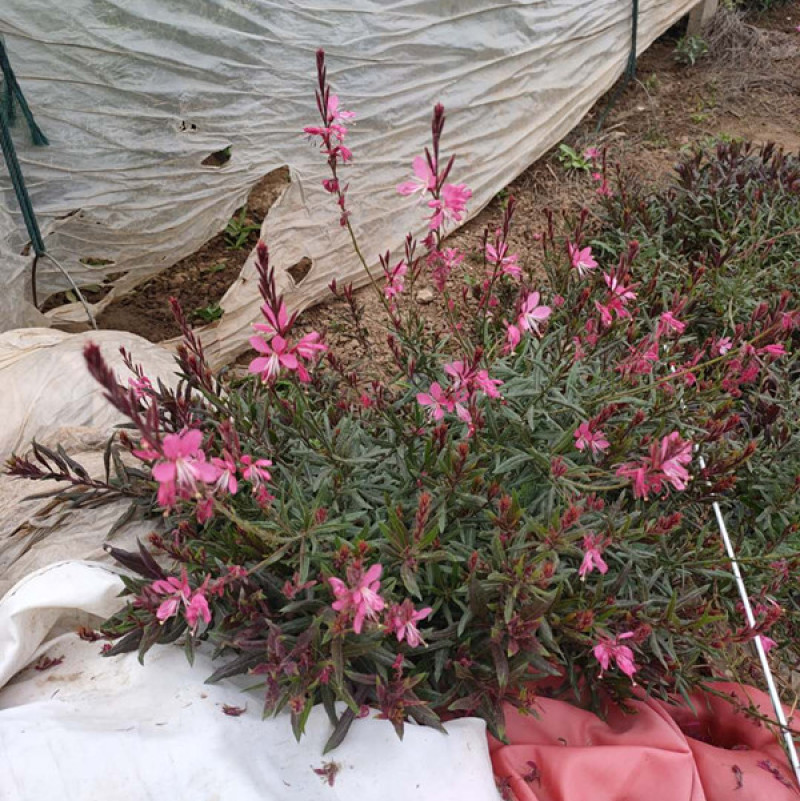 紫叶千鸟花山东紫叶千鸟花杯苗价格产地供应自产自销