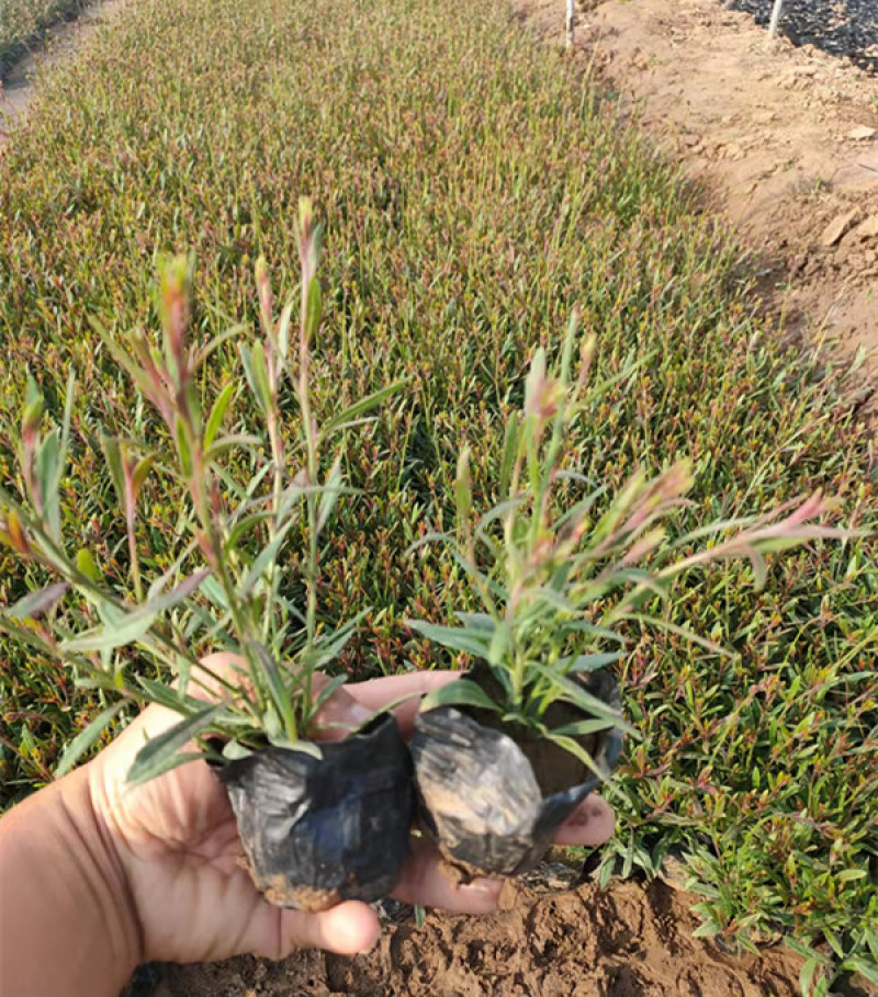 紫叶千鸟花山东紫叶千鸟花杯苗价格产地供应自产自销