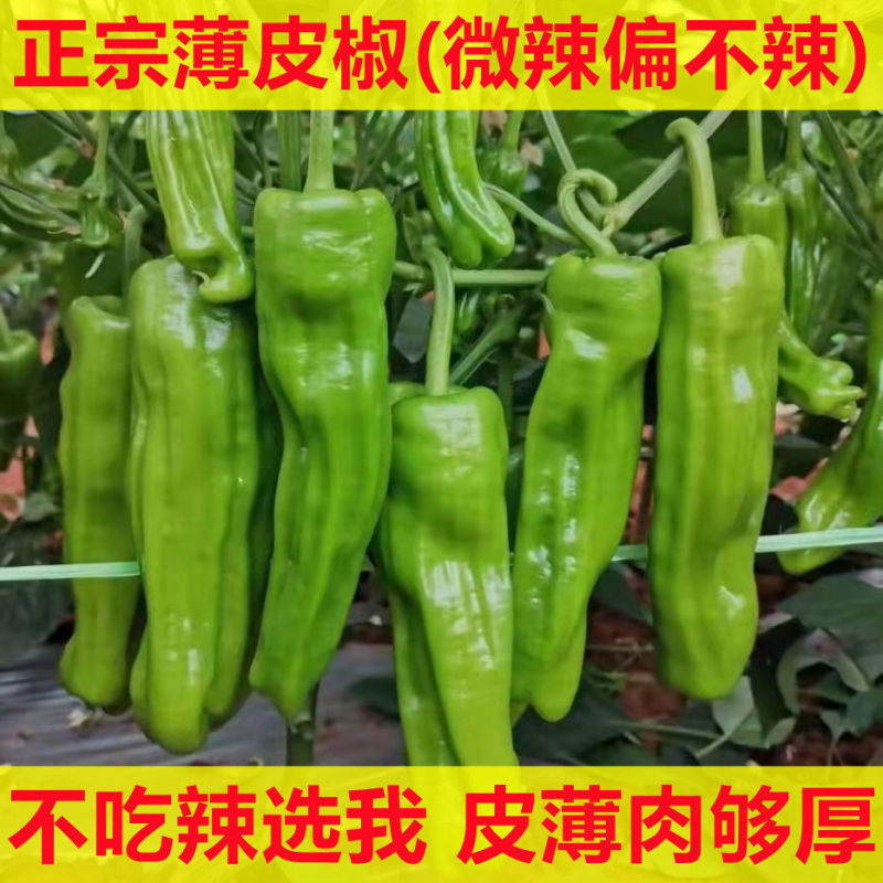 【精选】薄皮椒广东青椒，产地直发，量大从优，欢迎选购
