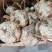 【精品】豆薯（凉薯）广东地瓜货量充足量大从优欢迎选购