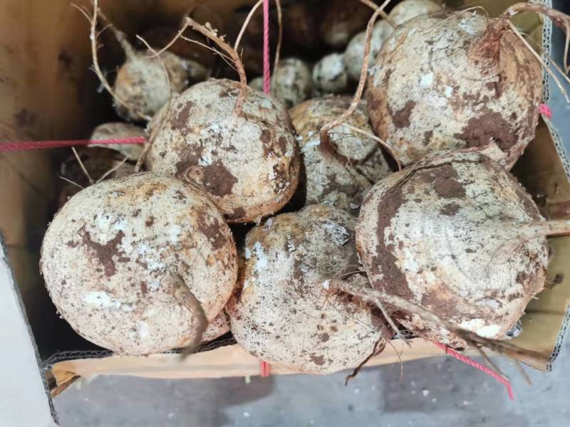 【精品】豆薯（凉薯）广东地瓜货量充足量大从优欢迎选购
