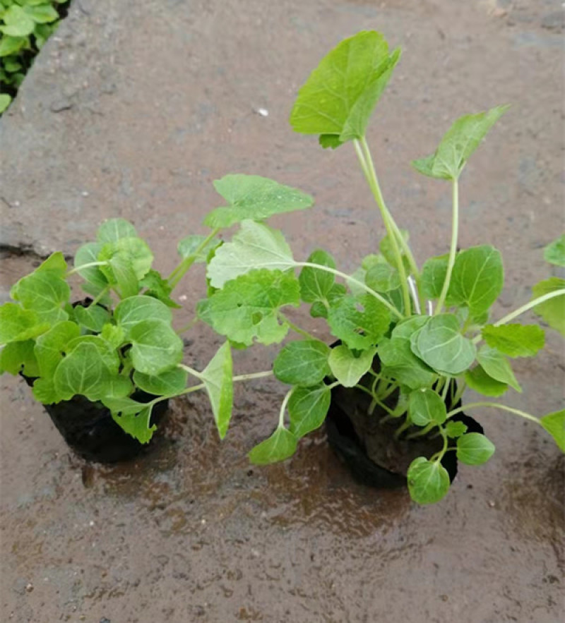 蜀葵苗圃盆栽蜀葵种植基地山东蜀葵批发价格三江花卉