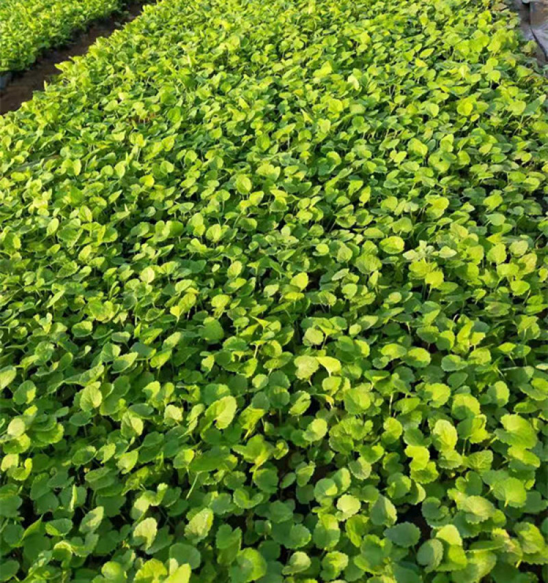 蜀葵苗圃盆栽蜀葵种植基地山东蜀葵批发价格三江花卉