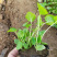蜀葵苗圃盆栽蜀葵种植基地山东蜀葵批发价格三江花卉