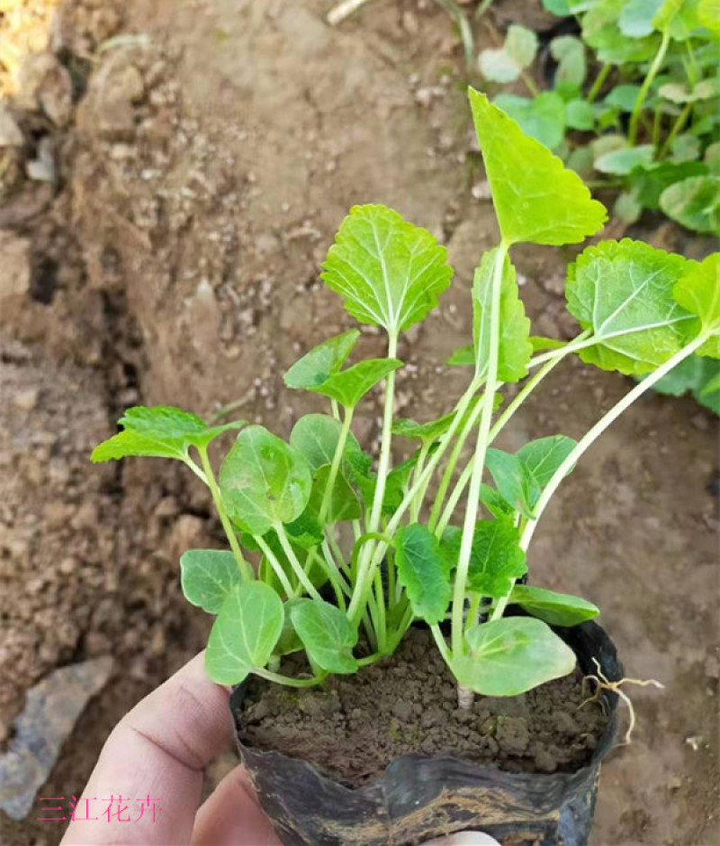 蜀葵苗圃盆栽蜀葵种植基地山东蜀葵批发价格三江花卉
