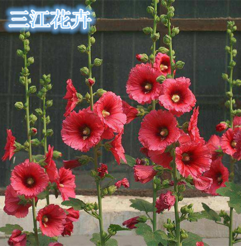 蜀葵苗圃盆栽蜀葵种植基地山东蜀葵批发价格三江花卉