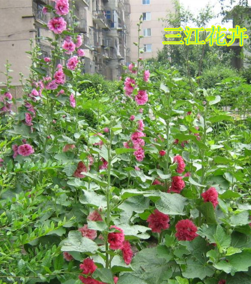 蜀葵苗圃盆栽蜀葵种植基地山东蜀葵批发价格三江花卉