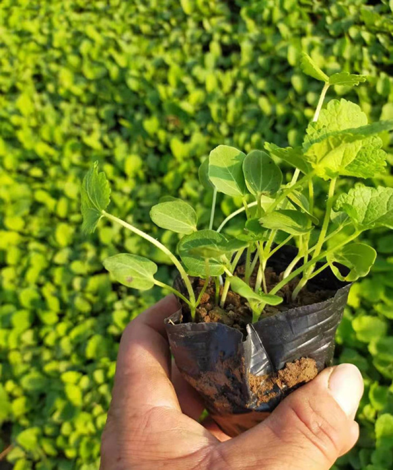 蜀葵苗圃盆栽蜀葵种植基地山东蜀葵批发价格三江花卉