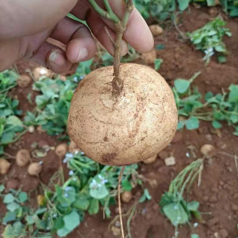 【精品】豆薯（凉薯）广东地瓜货量充足量大从优欢迎选购
