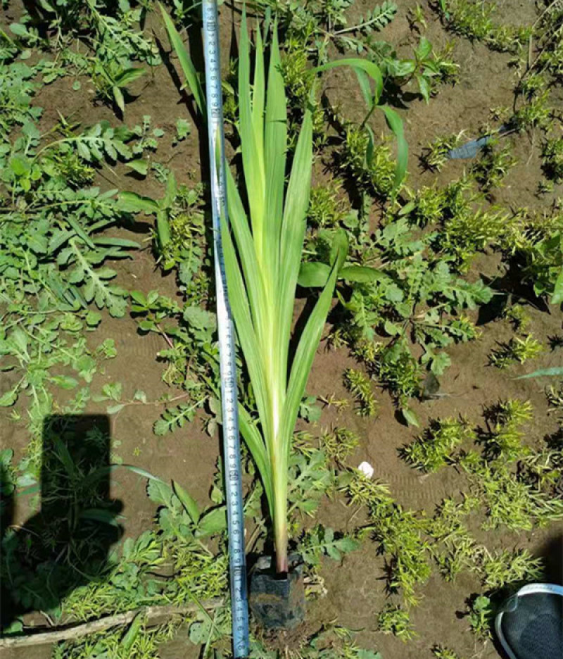 唐菖蒲质量好价格低唐菖蒲又叫剑兰剑兰批发种植基地