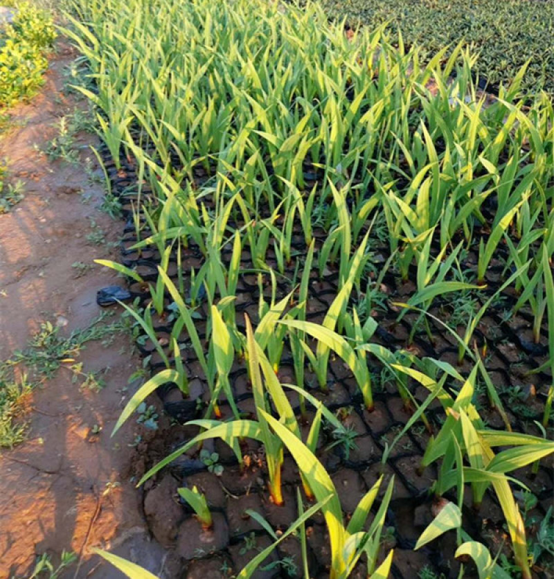 唐菖蒲质量好价格低唐菖蒲又叫剑兰剑兰批发种植基地