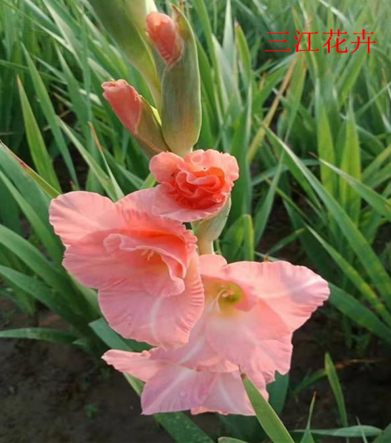 唐菖蒲质量好价格低唐菖蒲又叫剑兰剑兰批发种植基地