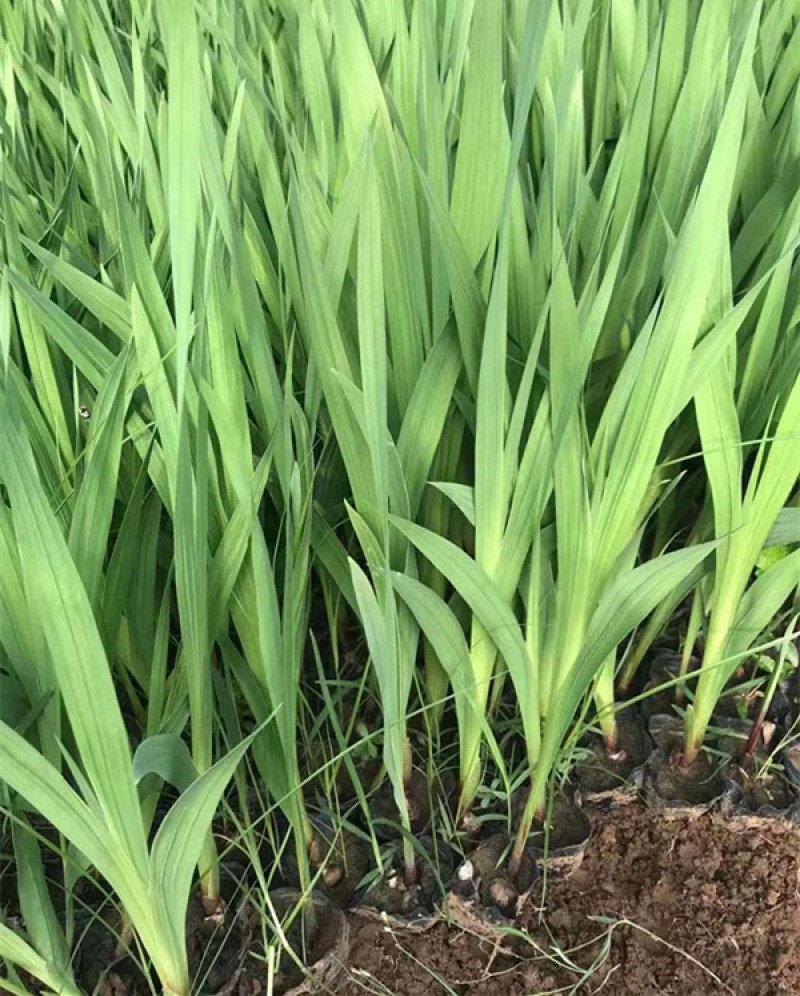 唐菖蒲质量好价格低唐菖蒲又叫剑兰剑兰批发种植基地