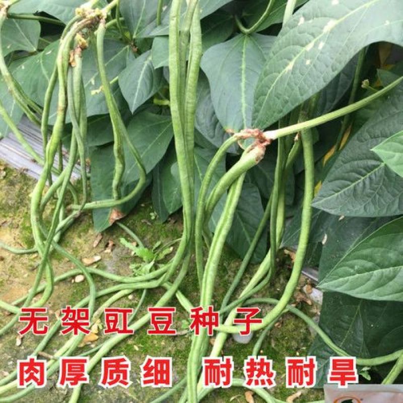 龙泉无架豆种子豇豆种子无需搭架春季播种早熟高产豆角