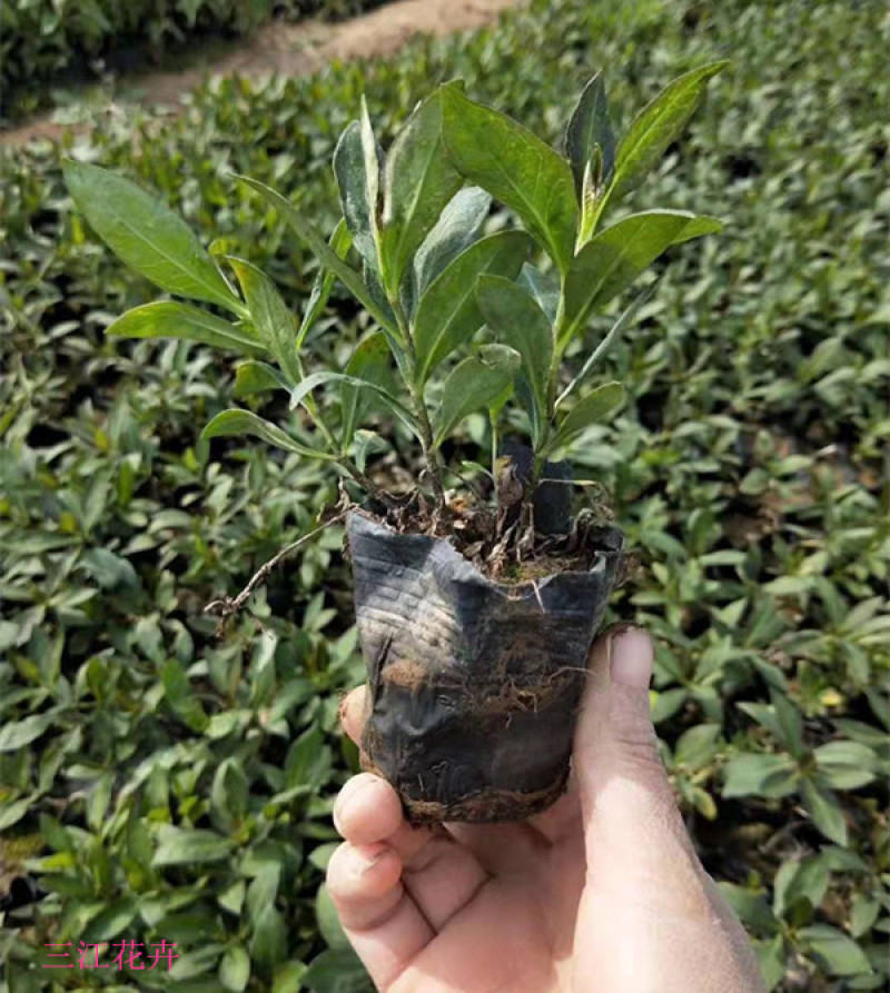 宿根福禄考基地直立福禄考杯苗盆栽福禄考价格