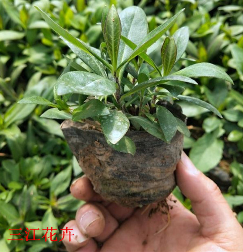 宿根福禄考基地直立福禄考杯苗盆栽福禄考价格