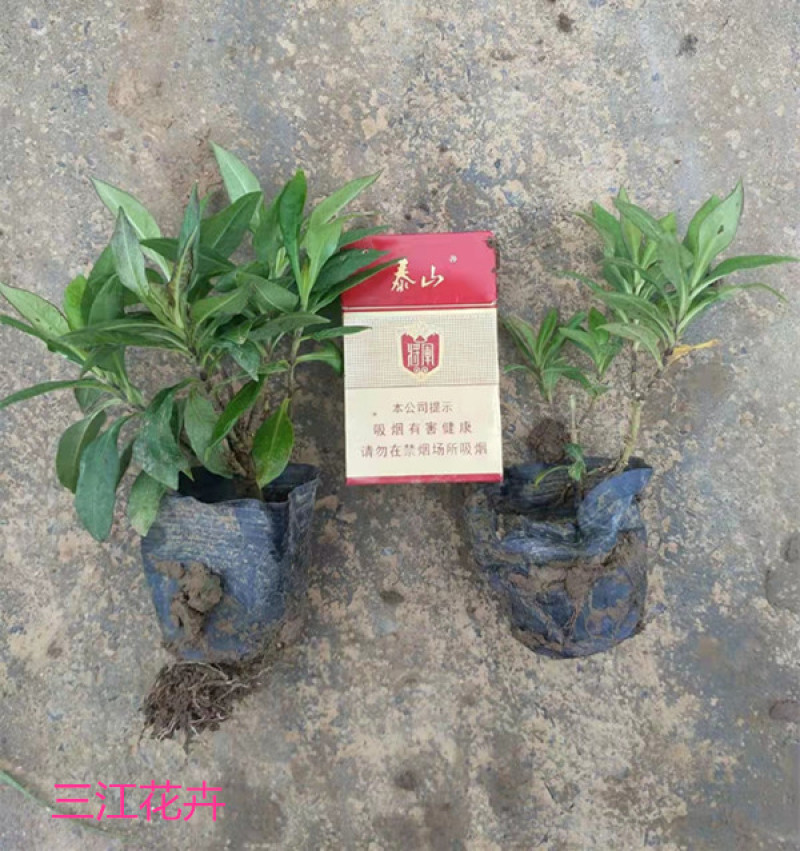 宿根福禄考基地直立福禄考杯苗盆栽福禄考价格