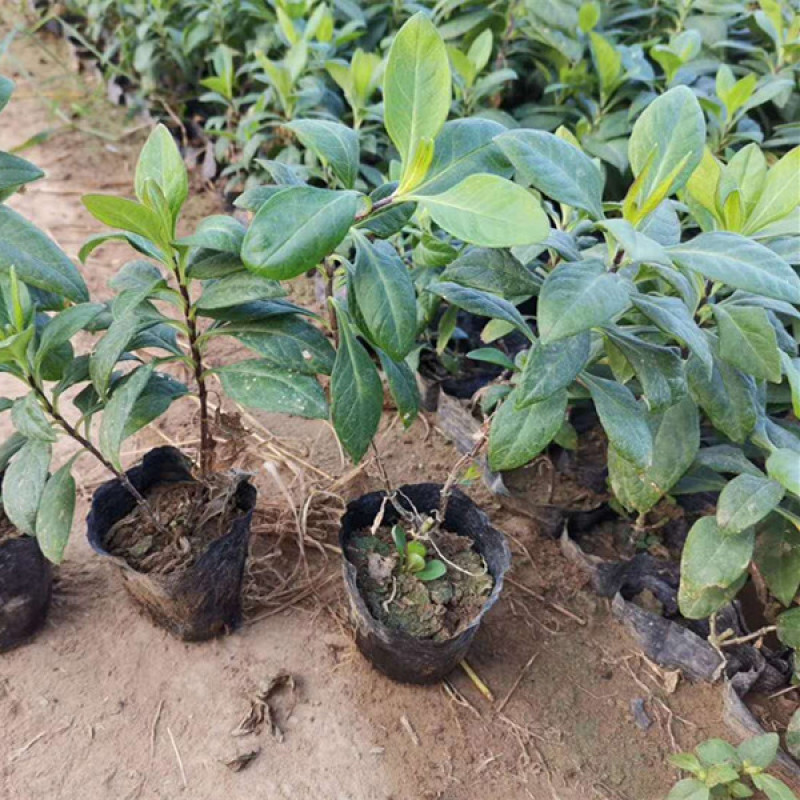 宿根福禄考基地直立福禄考杯苗盆栽福禄考价格