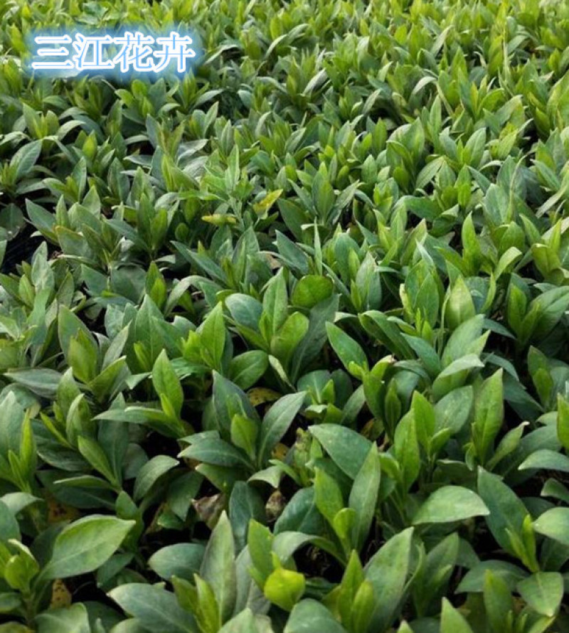 宿根福禄考基地直立福禄考杯苗盆栽福禄考价格