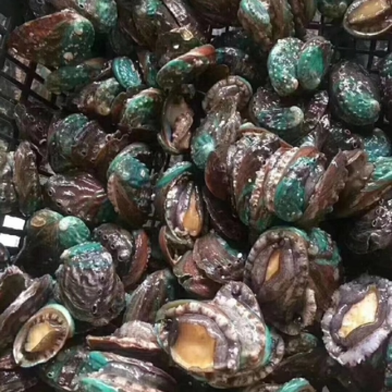 鲍鱼新鲜鲍鱼鲜活鲍鱼大鲍鱼新鲜海鲜鲜活活体水