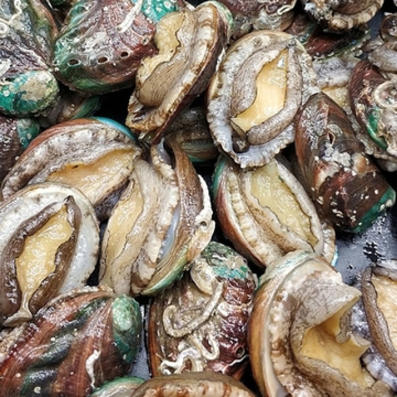 鲍鱼新鲜鲍鱼鲜活鲍鱼大鲍鱼新鲜海鲜鲜活活体水