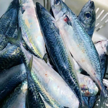 大鲅鱼新鲜冷冻马鲛鱼鲜活海鲜鱼鲅鱼海鲜小鲅鱼