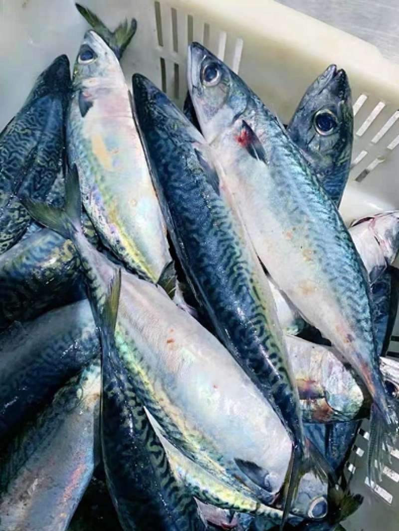 大鲅鱼新鲜冷冻马鲛鱼鲜活海鲜鱼鲅鱼海鲜小鲅鱼